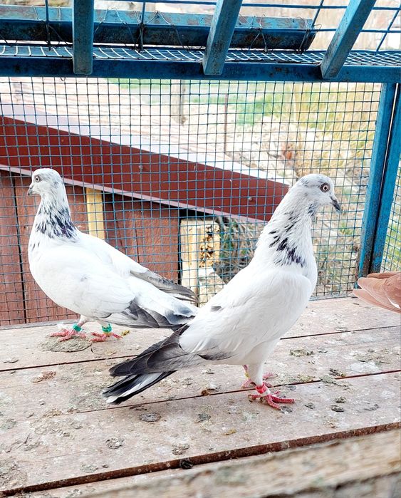 Vand porumbei tippleri englez import Serbia