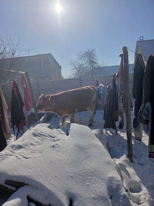 Продам коров полтарашки