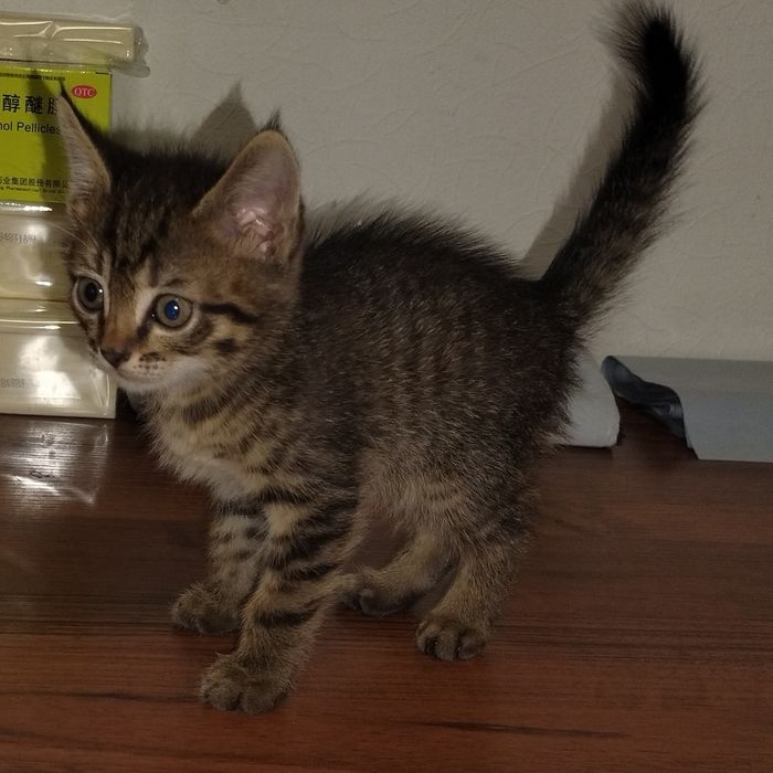 Отдаю котят в добрые руки