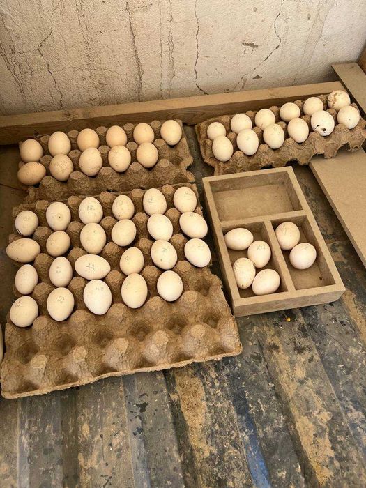 Сибрайт-Бентам тухум