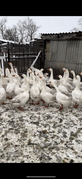 Продам гусей порода линда