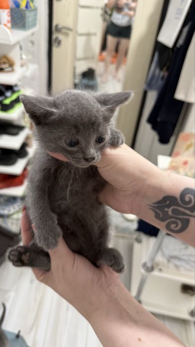 Котятки в добрые ручки