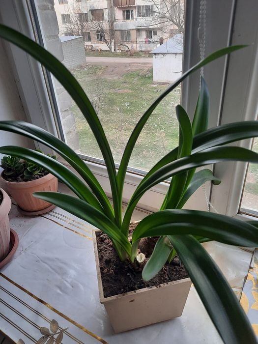 Продаю комнатные растения