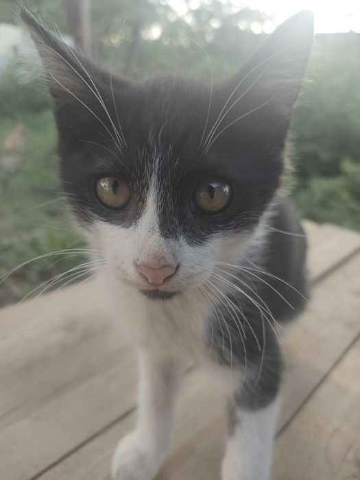 Котята, доставка до дверей