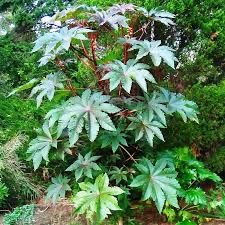 Семена Клещевины