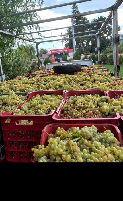 vand struguri de vin cu transport la domiciliu