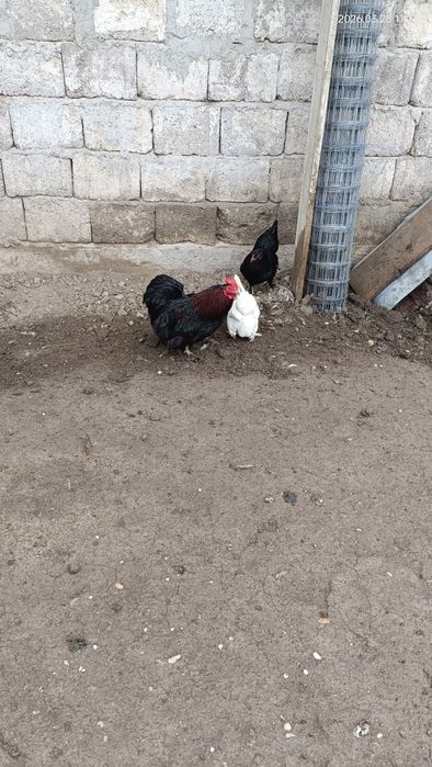 Vand cocos Phoenix și Cochin  pitic