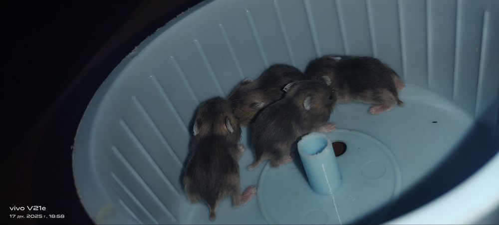 Хомяки 5 штук отдам