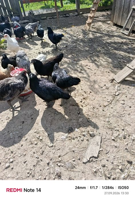 Vând puicuțe tinere
