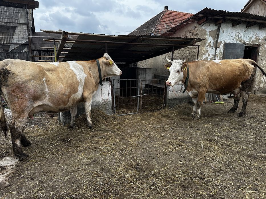 Vand vaci baltate bune de lapte,