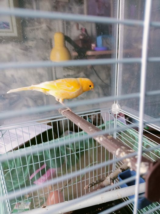 Поющий  кенр  молодой .