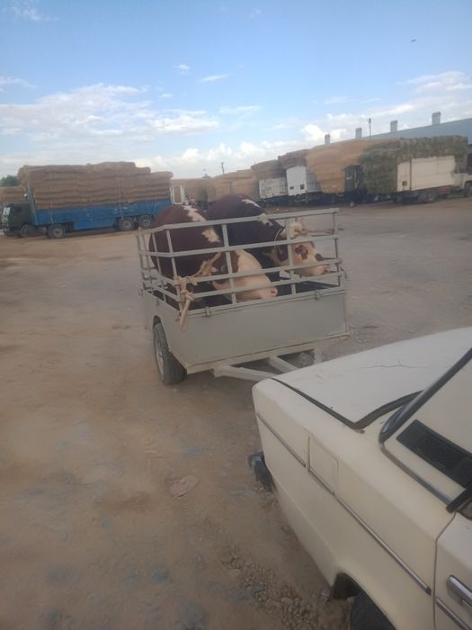 легкавойга присеп сатлады