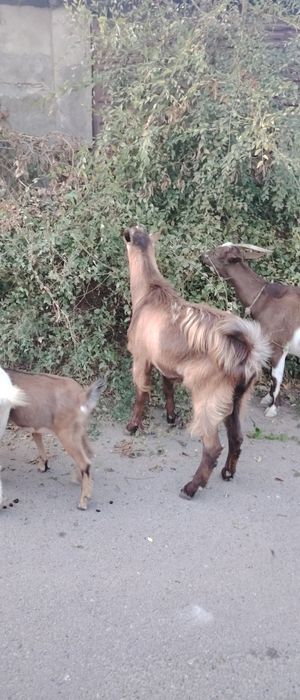 Продаю козу и козла