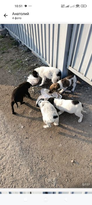 Двухмесячные щенки в добрые руки.