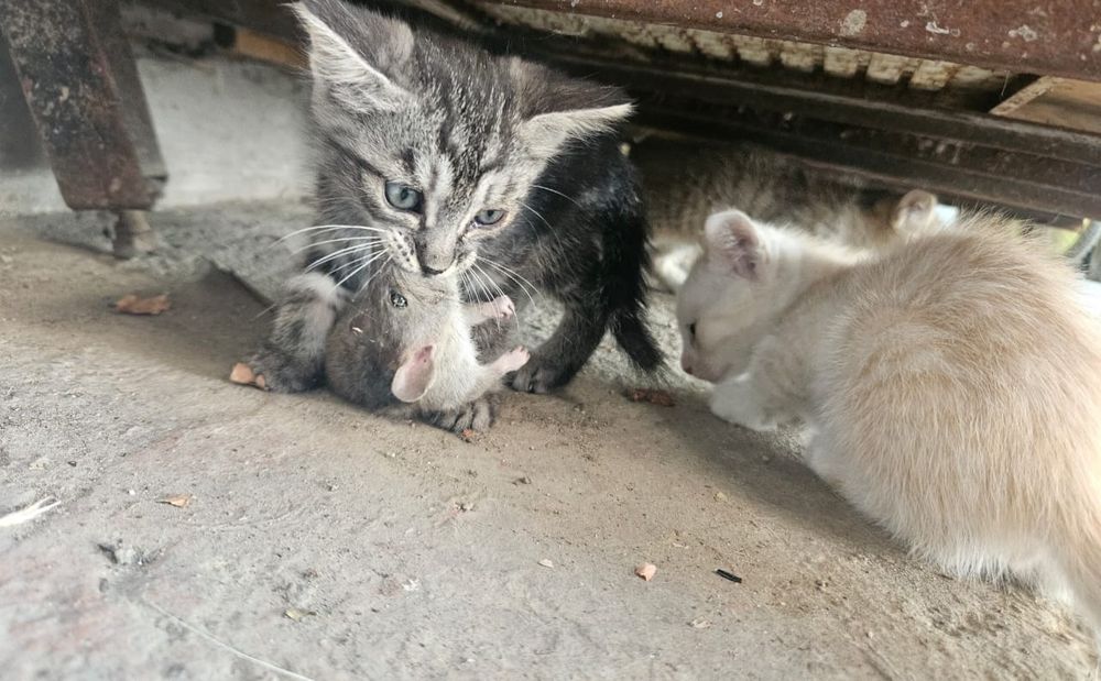 Продам котят в хорошие руки