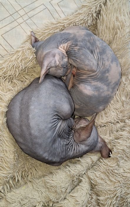 Канадский Сфинкс, девочки