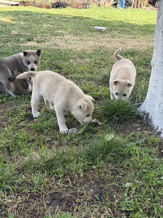 Продам     Щенят