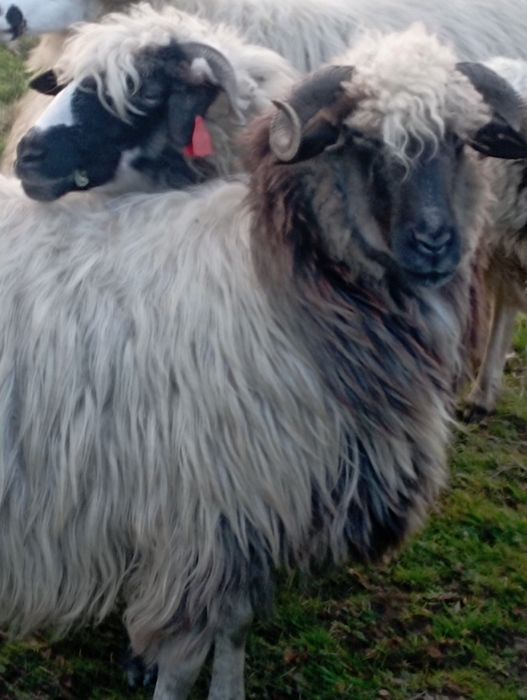 Oi bune și tinere de vanzare