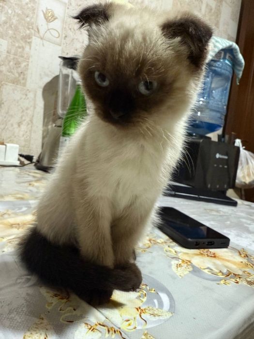 Продается котята