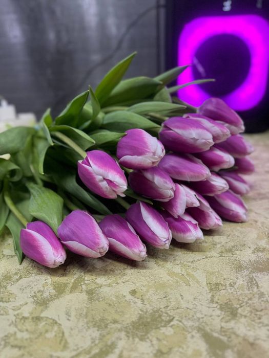 •Тюльпаны •цветы