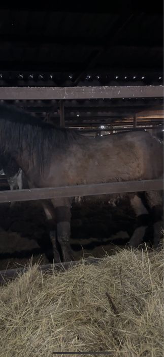 Донен на откорме 3 месяца