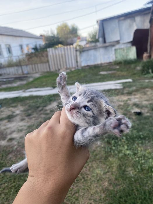 Вислоухие котята