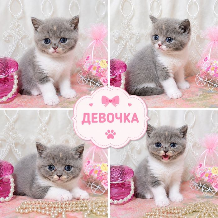 Котята скоттиш фолд и скоттиш страйт