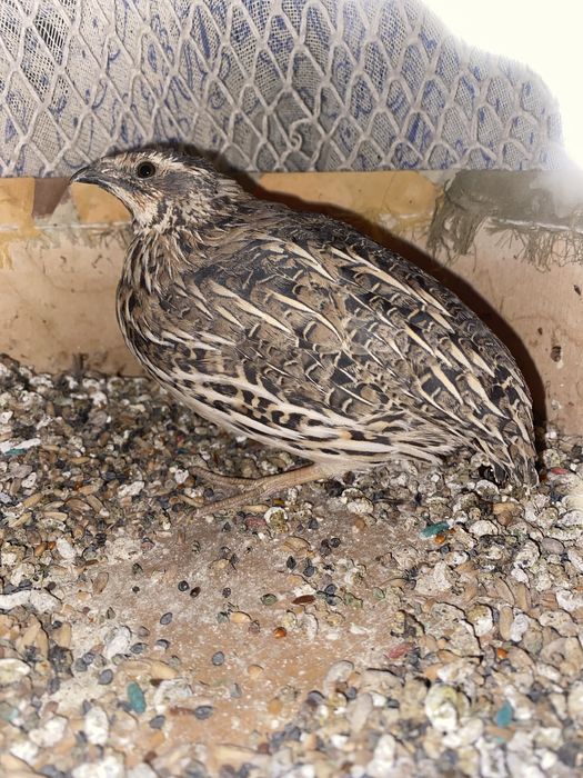 продаются поющие перёлки молодые