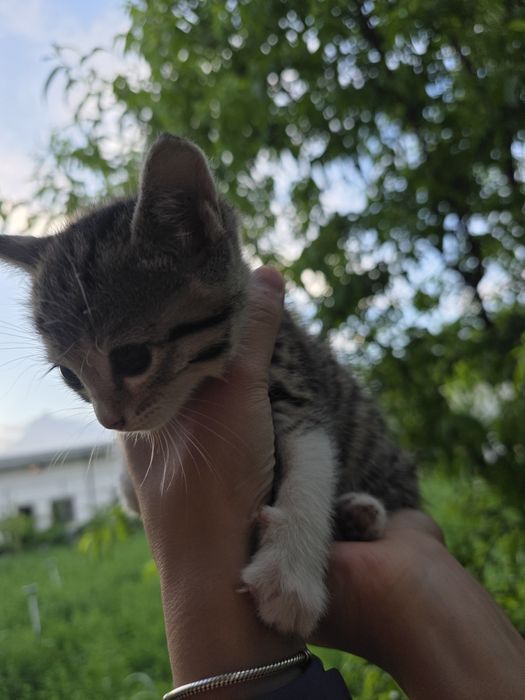 Котята отдаются даром Mushukchalar bepulga