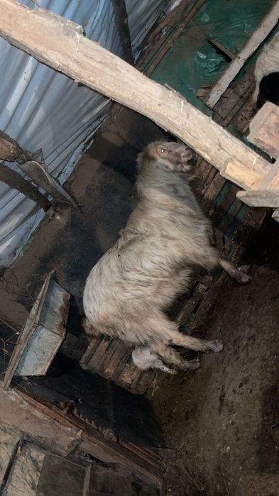 Capre cu iezi după ele