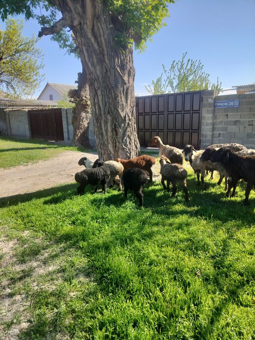 Кой козысымен сатылады,