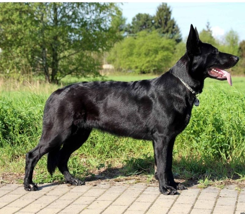 Восточно европейская овчарка фото взрослой собаки черная Восточно европейская овчарка фото взрослой собаки черная