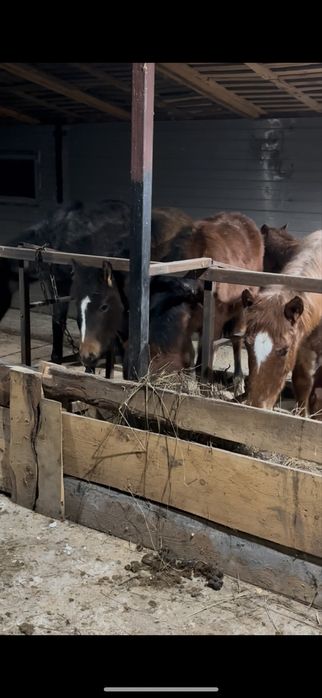 Продам крупных жеребят