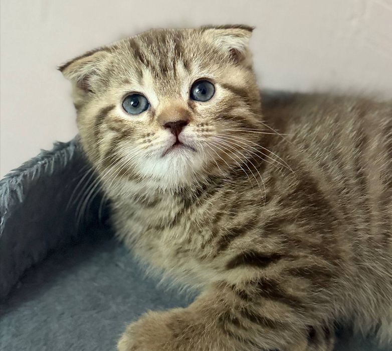 скоттиш-фолд  сотилади