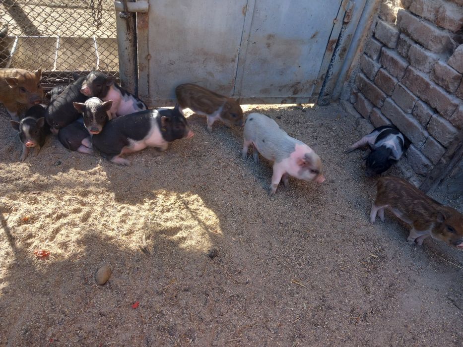 Виетнамски прасета на 3 месеца