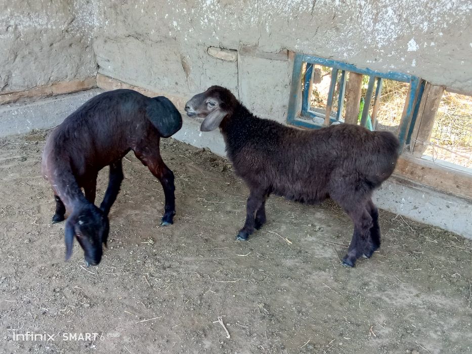Gibrid qoʻzi sotiladi sogʻlom