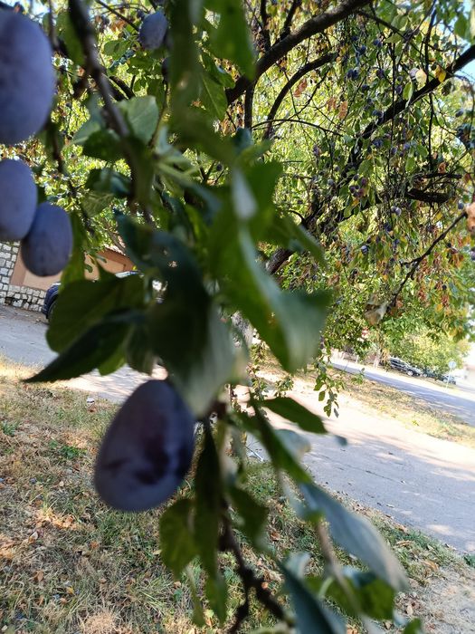 Vind  prune pentru compot