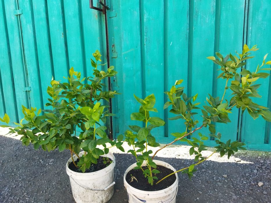 Продам саженцы голубики