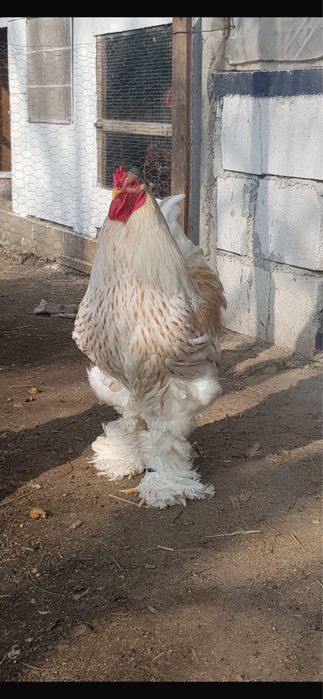 De vanzare oua de brahma auriu