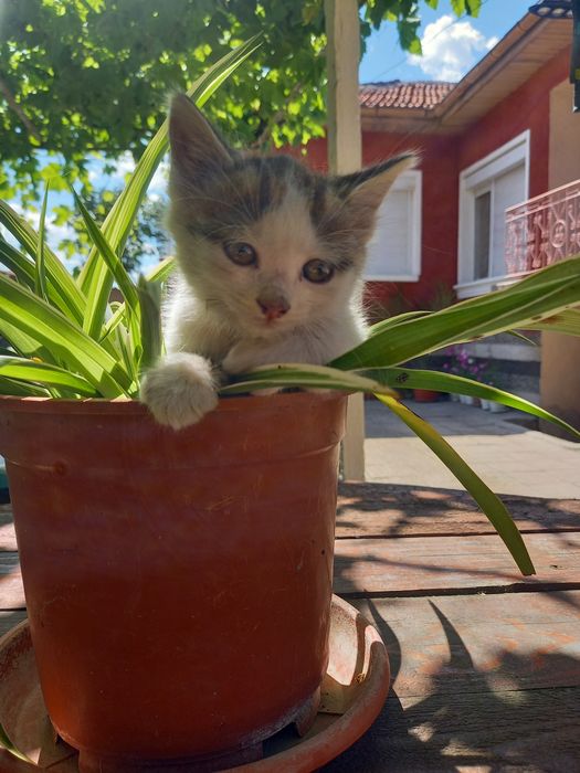 Подарявам 2 котета