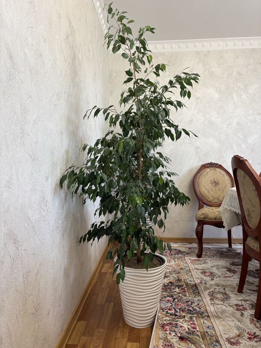 Фикус бенджамина