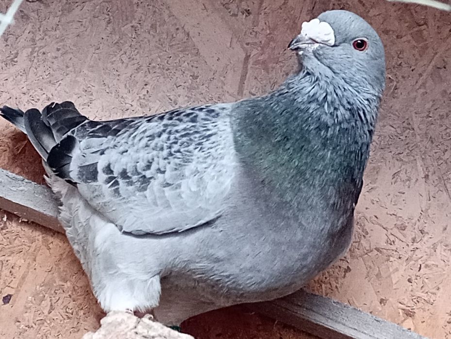 Porumbei standard românesc și voltați. 2021-2025.