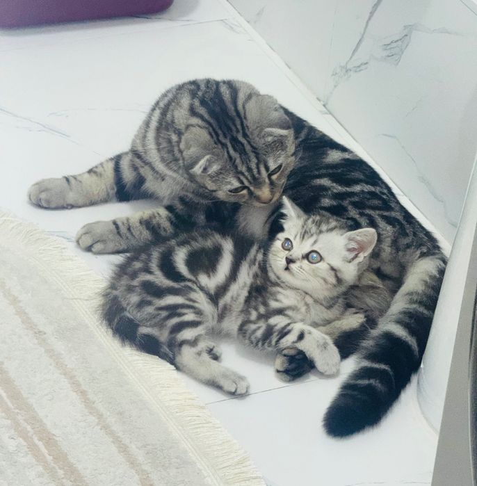 Кот. Порода Scottish Fold