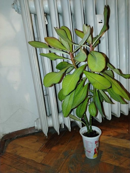 Саксийни цветя различни видове