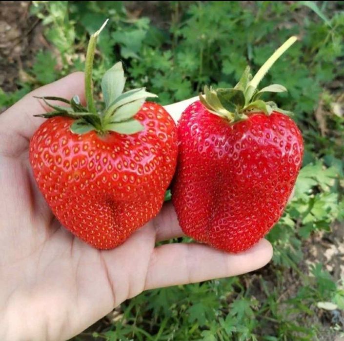 Stoloni/răsad căpșuni