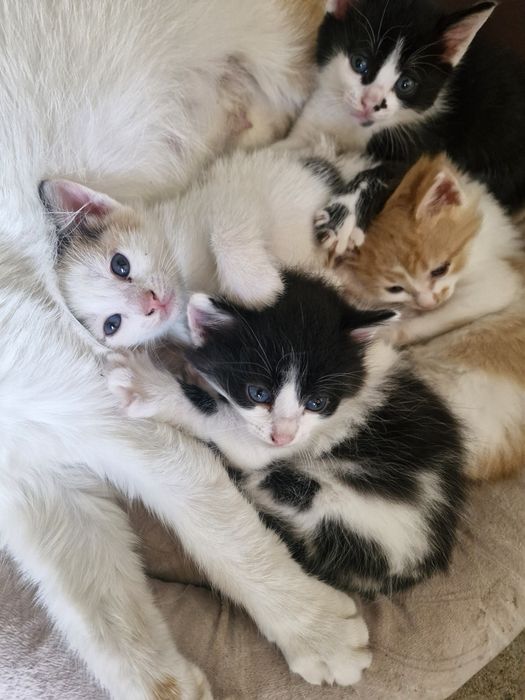Подарявам малки котета