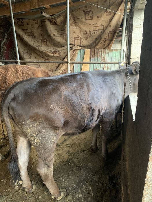 Телочка продам звоните