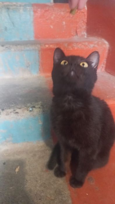Котенок домашний