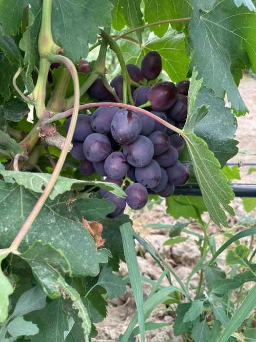 Продам виноград оптом от производителя