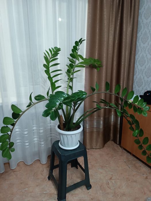 Продам замиокулькас